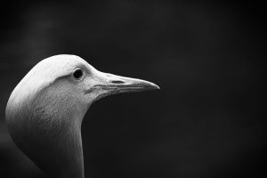 Photography "Majestic" by Patrick Steinert